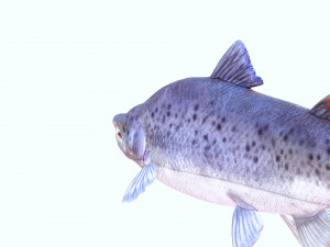 SALMON DOWNLOAD SALMON 3D MODEL SALMON SALMON DINOSAUR DINOSAUR SALMON DINOSAUR Modelo 3D