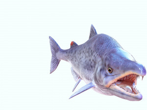 SALMON DOWNLOAD SALMON 3D MODEL SALMON SALMON DINOSAUR DINOSAUR SALMON DINOSAUR Modelo 3D