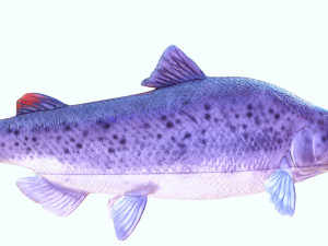 SALMON DOWNLOAD SALMON 3D MODEL SALMON SALMON DINOSAUR DINOSAUR SALMON DINOSAUR Modelo 3D