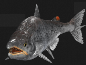 SALMON SALMON DINOSAUR DINOSAUR DINOSAUR DOWNLOAD SALMON 3D MODEL RAPTOR EVIL TERROR WATER DEVIL 3D 3D Model