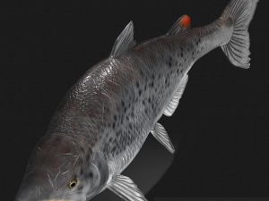 SALMON SALMON DINOSAUR DINOSAUR DINOSAUR DOWNLOAD SALMON 3D MODEL RAPTOR EVIL TERROR WATER DEVIL 3D 3D Model