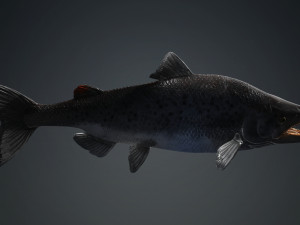 SALMON SALMON DINOSAUR DINOSAUR DINOSAUR DOWNLOAD SALMON 3D MODEL RAPTOR EVIL TERROR WATER DEVIL 3D 3D Model
