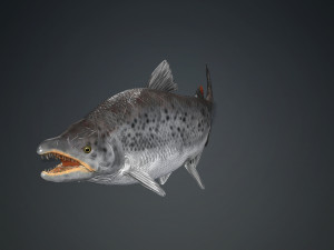 SALMON SALMON DINOSAUR DINOSAUR DINOSAUR DOWNLOAD SALMON 3D MODEL RAPTOR EVIL TERROR WATER DEVIL 3D 3D Model