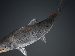 SALMON SALMON DINOSAUR DINOSAUR DINOSAUR DOWNLOAD SALMON 3D MODEL RAPTOR EVIL TERROR WATER DEVIL 3D 3D Model