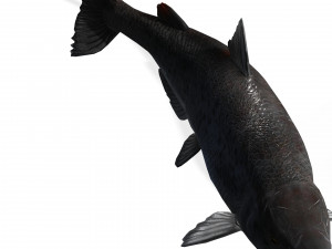 SALMON SALMON DINOSAUR DINOSAUR DINOSAUR DOWNLOAD SALMON 3D MODEL RAPTOR EVIL TERROR WATER DEVIL 3D 3D Model