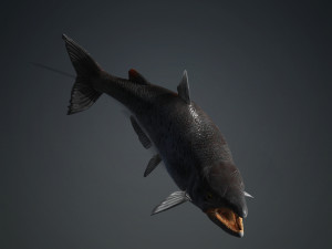 SALMON SALMON DINOSAUR DINOSAUR DINOSAUR DOWNLOAD SALMON 3D MODEL RAPTOR EVIL TERROR WATER DEVIL 3D 3D Model