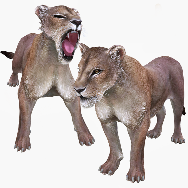 DOWNLOAD LIONESS 3D MODEL LION - LIONESS - CAT - PREDATOR - RAPTOR - FELINE HUNTER KILLER Lion 3Dモデル .c4d .max .obj .3ds .fbx .stl .blend 