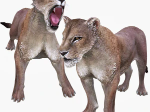 BAIXAR LEOA MODELO 3D LEÃO - LEOA - GATO - PREDADOR - RAPTOR - CAÇADOR FELINO ASSASSINO Leão Modelo 3D