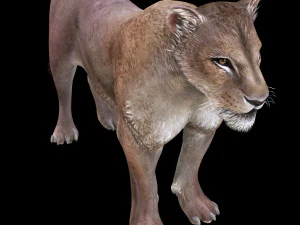SCARICA MODELLO 3D LEONESSA LEONE - LEONESSA - GATTO - PREDATORE - RAPTOR - CACCIATORE DI FELINI KILLER Leone Modello 3D