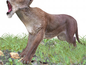 DOWNLOAD LIONESS 3D MODEL LION - LIONESS - CAT - PREDATOR - RAPTOR - FELINE HUNTER KILLER Lion 3Dモデル