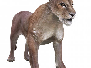 DOWNLOAD LIONESS 3D MODEL LION - LIONESS - CAT - PREDATOR - RAPTOR - FELINE HUNTER KILLER Lion 3Dモデル