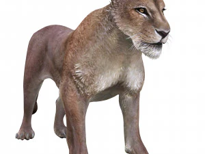 SCARICA MODELLO 3D LEONESSA LEONE - LEONESSA - GATTO - PREDATORE - RAPTOR - CACCIATORE DI FELINI KILLER Leone Modello 3D