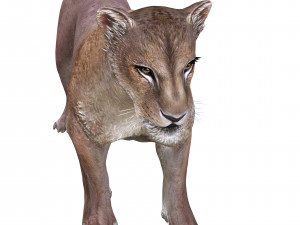 DOWNLOAD LIONESS 3D MODEL LION - LIONESS - CAT - PREDATOR - RAPTOR - FELINE HUNTER KILLER Lion 3Dモデル