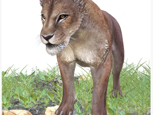 SCARICA MODELLO 3D LEONESSA LEONE - LEONESSA - GATTO - PREDATORE - RAPTOR - CACCIATORE DI FELINI KILLER Leone Modello 3D