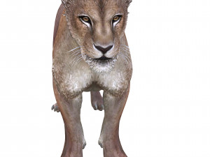 DOWNLOAD LIONESS 3D MODEL LION - LIONESS - CAT - PREDATOR - RAPTOR - FELINE HUNTER KILLER Lion 3Dモデル