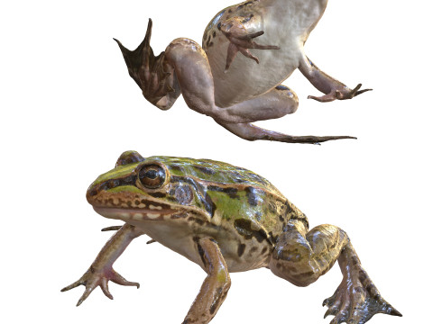 FROG TOAD AMPHIBIAN TADPOLE ANIMAL ANATOMY 3D MODEL WATER OCEAN RIVER 3D Model