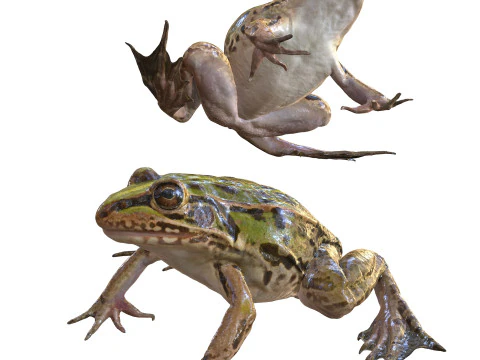 ŻABA TOAD PŁAZ KIJANKA ANATOMIA ZWIERZĄT MODEL 3D WODA OCEAN RZEKA Model 3D