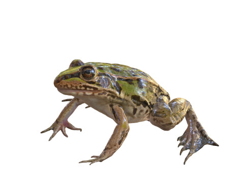 FROG TOAD AMPHIBIAN TADPOLE ANIMAL ANATOMY 3D MODEL WATER OCEAN RIVER 3D Model