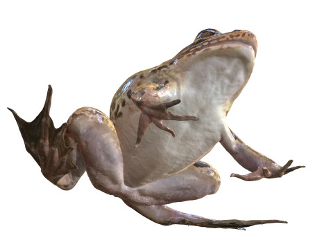 FROG TOAD AMPHIBIAN TADPOLE ANIMAL ANATOMY 3D MODEL WATER OCEAN RIVER 3D Model