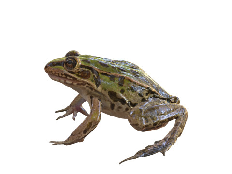 FROG TOAD AMPHIBIAN TADPOLE ANIMAL ANATOMY 3D MODEL WATER OCEAN RIVER 3D Model