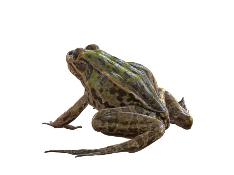 FROG TOAD AMPHIBIAN TADPOLE ANIMAL ANATOMY 3D MODEL WATER OCEAN RIVER 3D Model