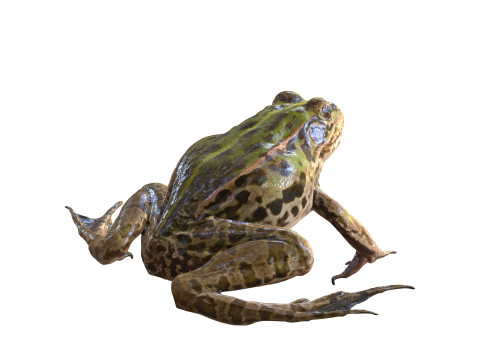 FROG TOAD AMPHIBIAN TADPOLE ANIMAL ANATOMY 3D MODEL WATER OCEAN RIVER 3D Model