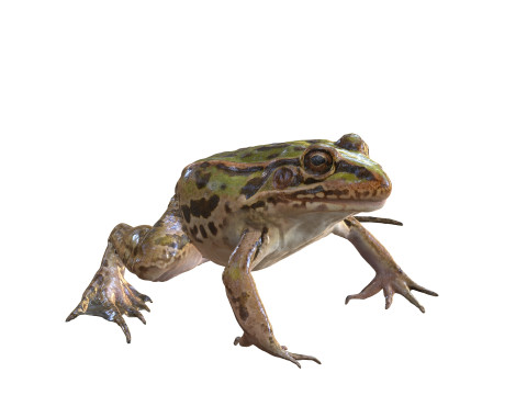 FROG TOAD AMPHIBIAN TADPOLE ANIMAL ANATOMY 3D MODEL WATER OCEAN RIVER 3D Model
