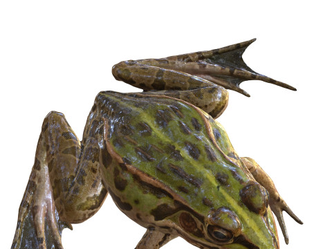FROG TOAD AMPHIBIAN TADPOLE ANIMAL ANATOMY 3D MODEL WATER OCEAN RIVER 3D Model