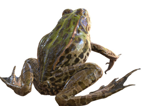 FROG TOAD AMPHIBIAN TADPOLE ANIMAL ANATOMY 3D MODEL WATER OCEAN RIVER 3D Model