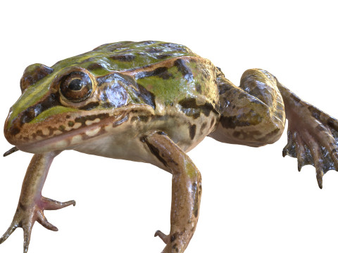 FROG TOAD AMPHIBIAN TADPOLE ANIMAL ANATOMY 3D MODEL WATER OCEAN RIVER 3D Model