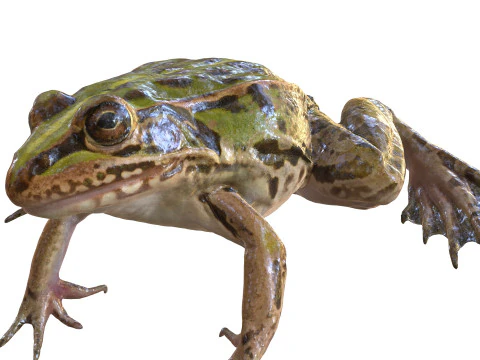 FROG TOAD AMPHIBIAN TADPOLE ANIMAL ANATOMY 3D MODEL WATER OCEAN RIVER 3D Model