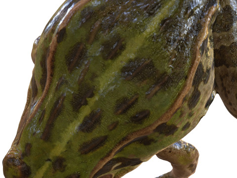 FROG TOAD AMPHIBIAN TADPOLE ANIMAL ANATOMY 3D MODEL WATER OCEAN RIVER 3D Model