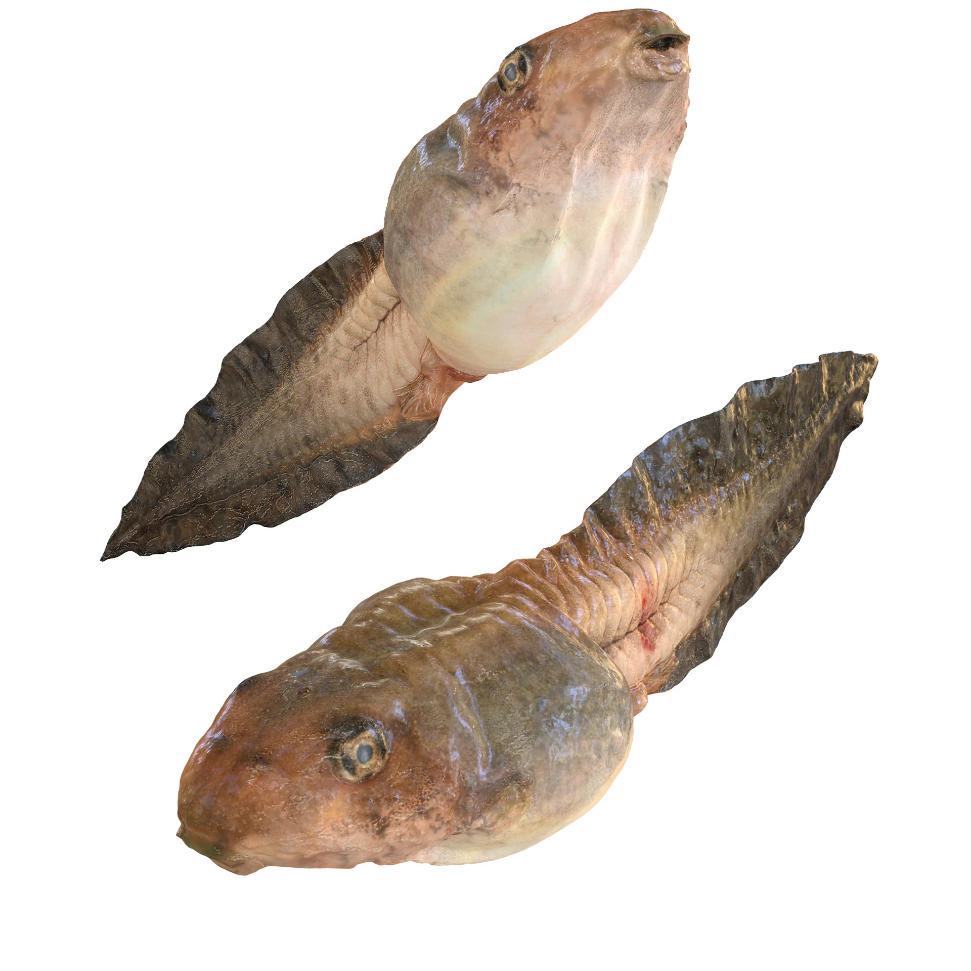 TADPOLE FROG TOAD AMPHIBIAN TADPOLE ANIMAL ANATOMY 3D MODEL WATER OCEAN RIVER 3D Model .c4d .max .obj .3ds .fbx .stl .blend 