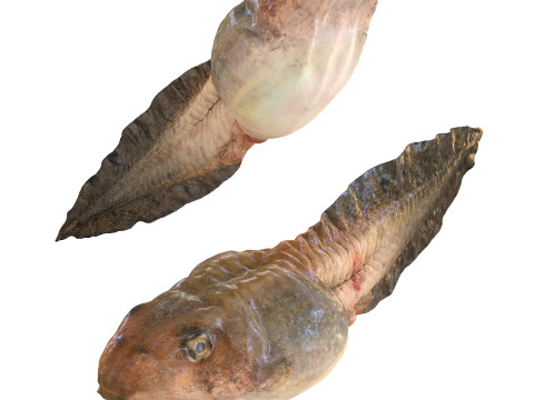 TADPOLE FROG TOAD AMPHIBIAN TADPOLE ANIMAL ANATOMY 3D MODEL WATER OCEAN RIVER Modelo 3D