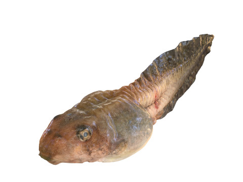 TADPOLE FROG TOAD AMPHIBIAN TADPOLE ANIMAL ANATOMY 3D MODEL WATER OCEAN RIVER 3D Model