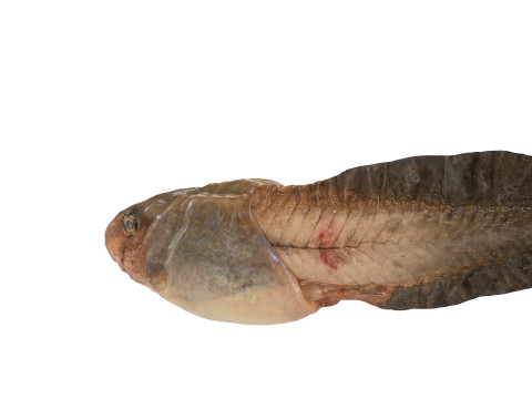 TADPOLE FROG TOAD AMPHIBIAN TADPOLE ANIMAL ANATOMY 3D MODEL WATER OCEAN RIVER 3D Model