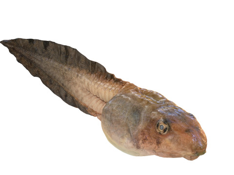 TADPOLE FROG TOAD AMPHIBIAN TADPOLE ANIMAL ANATOMY 3D MODEL WATER OCEAN RIVER 3D Model
