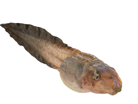 TADPOLE FROG TOAD AMPHIBIAN TADPOLE ANIMAL ANATOMY 3D MODEL WATER OCEAN RIVER 3D Model