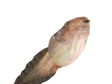 TADPOLE FROG TOAD AMPHIBIAN TADPOLE ANIMAL ANATOMY 3D MODEL WATER OCEAN RIVER 3D Model