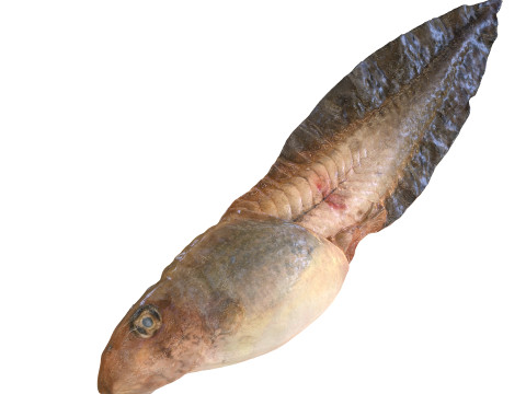 TADPOLE FROG TOAD AMPHIBIAN TADPOLE ANIMAL ANATOMY 3D MODEL WATER OCEAN RIVER 3D Model