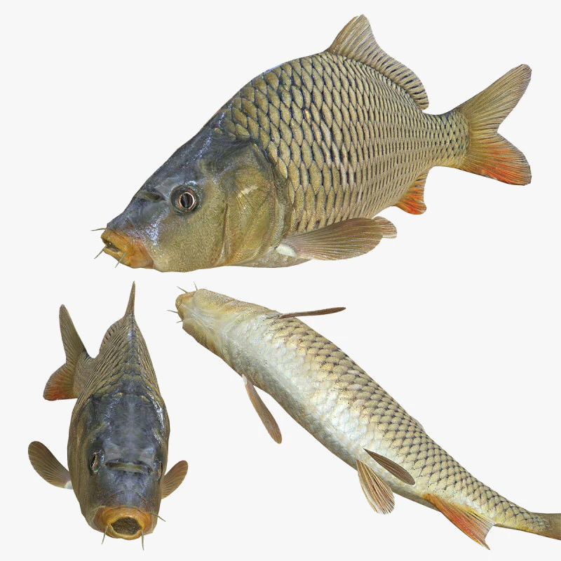 잉어 애니메이션 물고기 3D 애니메이션 잉어 물 강 바다 바다 낚시 동물 3D 모델 .c4d .max .obj .3ds .fbx .stl .blend