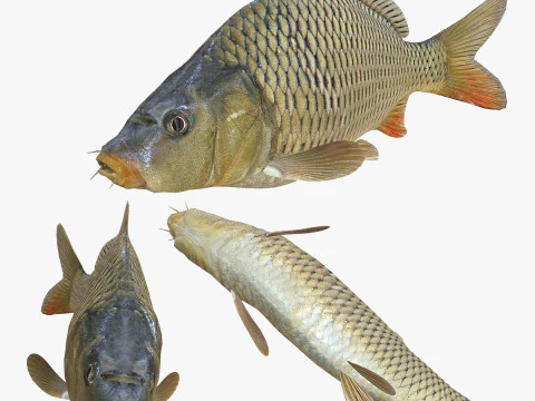 Karp Animowany RYBA 3D ANIMOWANY KARP WODA RZEKA OCEAN MORZE RYBY ZWIERZĘ Model 3D