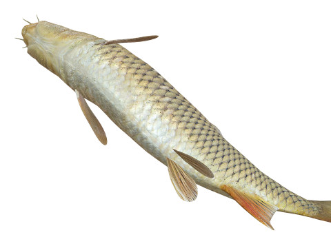 Carp Animated FISH 3D ANIMATED CARP WATER RIVER OCEAN SEA FISHING ANIMAL 3D मॉडल