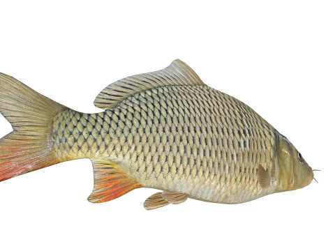 Carp Animated FISH 3D ANIMATED CARP WATER RIVER OCEAN SEA FISHING ANIMAL 3D मॉडल