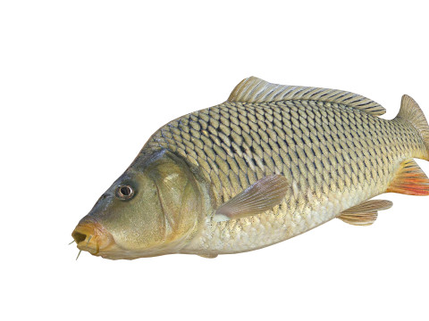 Carp Animated FISH 3D ANIMATED CARP WATER RIVER OCEAN SEA FISHING ANIMAL 3D मॉडल