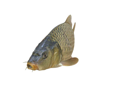 잉어 애니메이션 물고기 3D 애니메이션 잉어 물 강 바다 바다 낚시 동물 3D 모델