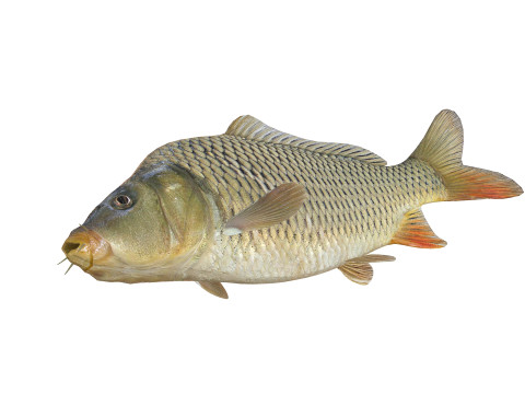 Carp Animated FISH 3D ANIMATED CARP WATER RIVER OCEAN SEA FISHING ANIMAL 3D मॉडल
