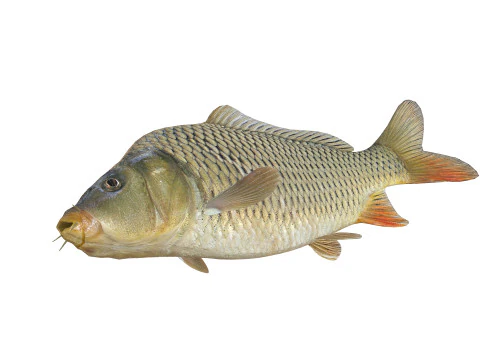 잉어 애니메이션 물고기 3D 애니메이션 잉어 물 강 바다 바다 낚시 동물 3D 모델