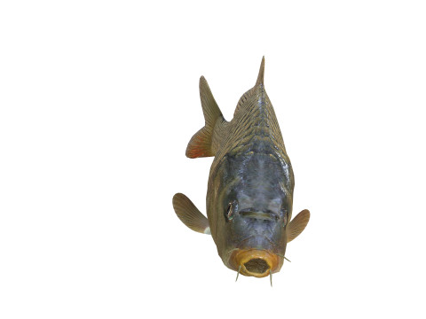 Carp Animated FISH 3D ANIMATED CARP WATER RIVER OCEAN SEA FISHING ANIMAL 3D मॉडल
