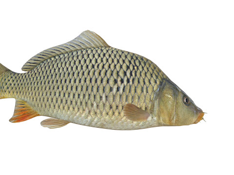 Carp Animated FISH 3D ANIMATED CARP WATER RIVER OCEAN SEA FISHING ANIMAL 3D मॉडल